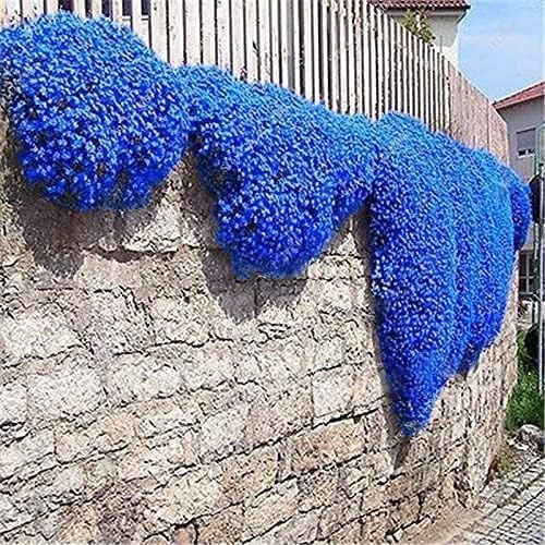 50.000 semillas de tomillo azul rastrero, variedad perenne sin OGM, se propaga lentamente como una alfombra azul natural debido a su naturaleza rastrera.