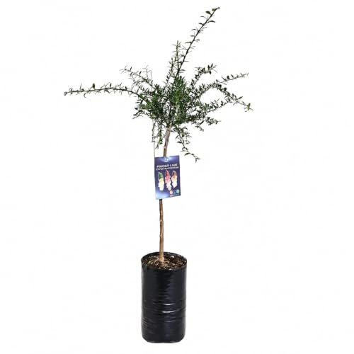 Pianta di Finger Lime/Caviale di limone - Frutto Verde - Citrus Australasica - H100cm inclusa Fitocella