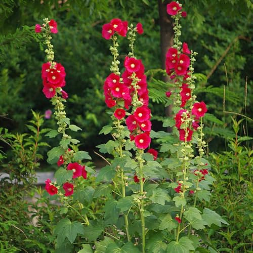 100 pezzi malvarrosi perenni resistenti - semi interni purificatori d'aria malva loca giardino rocce resistenti, giardino semi