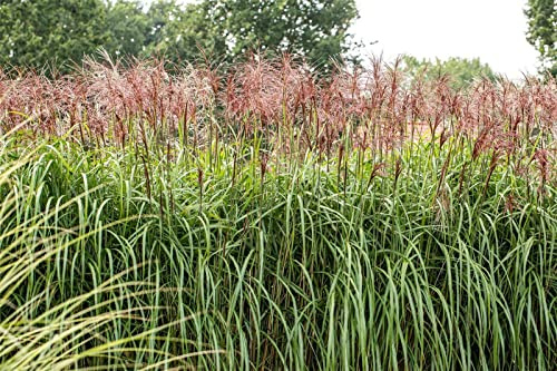 Miscanthus sinensis 'Rotsilber' 11x11 cm Topf – Winterhart, Mehrjährig, Pflegeleicht – Chinaschilf – Ziergras für Beet & Garten