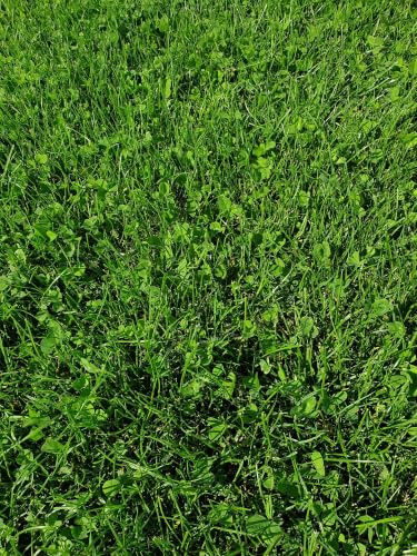 Kiepenkerl Naturrasen mit Mikroklee 10 kg - Belastbarer Rasensamen
