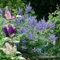 200 Stück schmetterlingsflieder winterhart samen sommerflieder schmetterlingsbaum Buddleia dreifarbiger - Seltene Pflanzen serie - mix blumensamen bienenwiese wildblumensamen mehrjährig