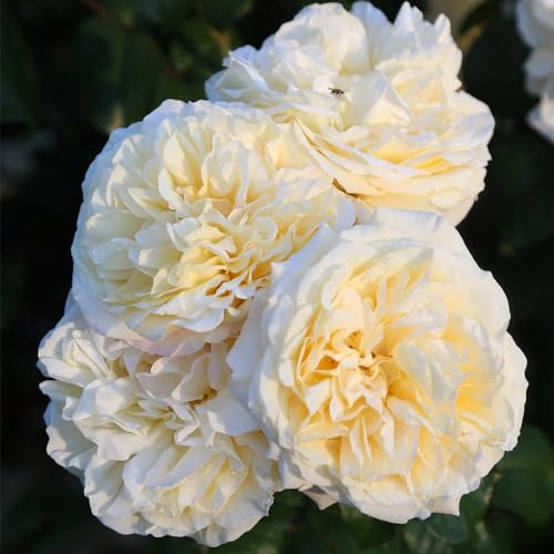 Heirloom Hybrid Tea Roses, Live Own Root Plant for Outdoor Garden, Moonlight Romantica®, Very Fragrant, Hardiness Zones: 5-9, Repeat Blooming