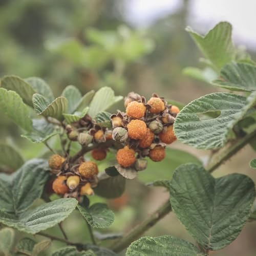 Semi di lampone biologici, resistenti per il giardino Rubus idaeus, biologici, colonnari da balcone giardino, 300pcs