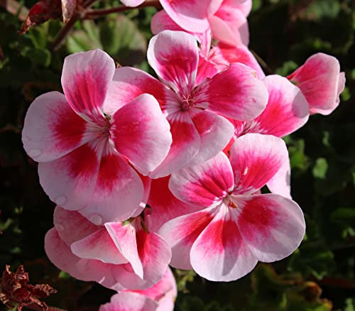 Geranium Plants, 'Blushing Bride', 20 x Full Plant Pack, Bedding Plants, Geraniums, Garden Ready and Ready to Plant, Premium Quality Flowers