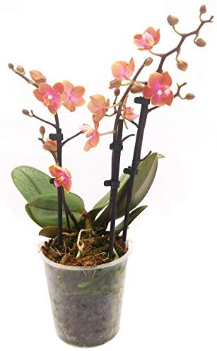 POWERS TO FLOWERS - ORCHIDEA PHALAENOPSIS DUSTY BELLE, ORCHIDEA PROFUMATA, vaso 12cm, Pianta Vera