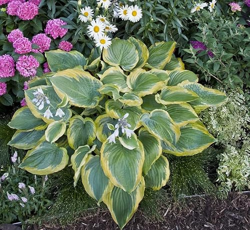 Rizoma Hosta Funkia-Hosta pianta Piante bulbi Piante erbacee perenni Pianta da esterno/piante di colore misto