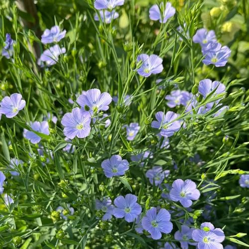 Semi di lino blu, Linum perenne, da giardino roccioso resistenti per giardino autunnali resistenti semi di esotiche 200pcs