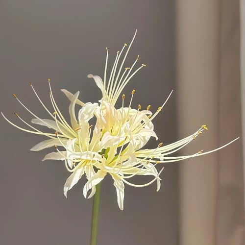 bulbos de lycoris radiata - lirio araña, raras jardín resistentes decorativos 6pcs