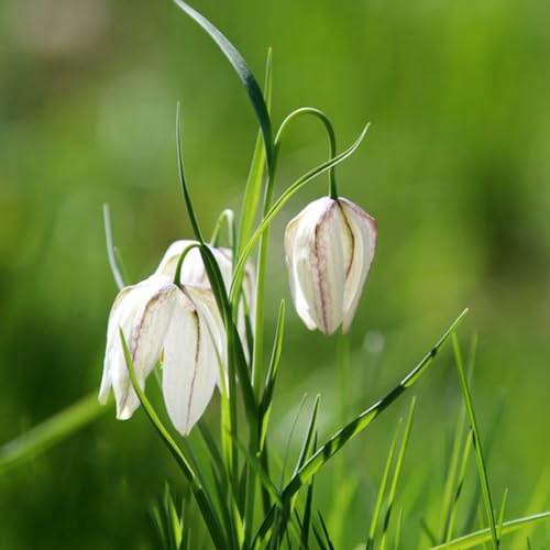 fritillaria bulbi corona imperiale resistenti giardino roccioso decorativo decorazione balconi giardino bonsai interno esotico prado 18 pezzi