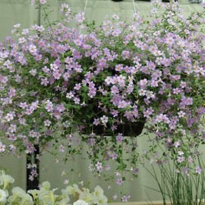 BACOPA BLUTOPIA 10 Seeds Lovely Little Blossoms Look Stunning in Hanging Baskets