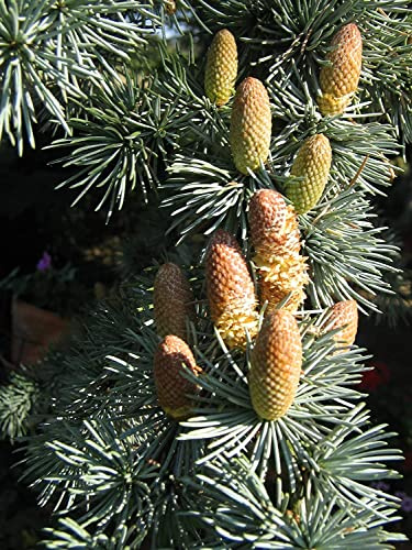 Atlas-Zeder Cedrus atlantica Pflanze 25-30cm Atlaszeder Zeder Rarität