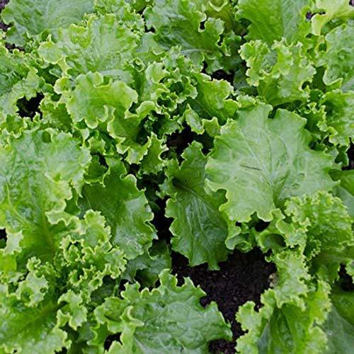 Cavolo rapa - Gigante Cavolo rapa - Gigante - Wuzelmaden Résistant - 100 Semi:Grani