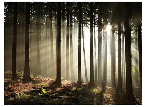 Kunstloft Carta da parati 'Coniferous Forest in the Morning Mist' 200x154cm Fotomurale moderno