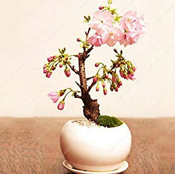 Graines de mini Sakura du Japon Graines de Sakura en fleurs de cerisier roses Bonsaï facile à cultiver Pot de jardin Pot noir