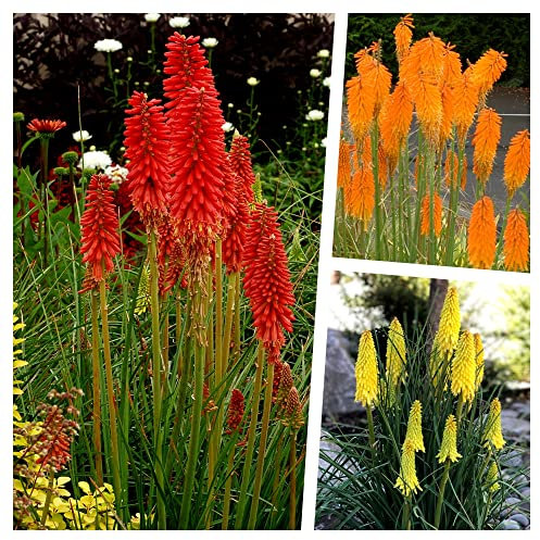 Stauden Gänge 3 x Kniphofia Kollektion (Winterhart/Staude/Dauerblüher/Bienenferundlich/Mehrjährig) Fackellilie - Hingucker der den ganzen Sommer über bis tief in den Herbst hinein blüht
