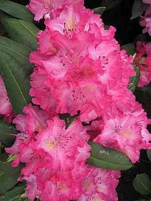 Rhododendron Hybride Lambada - Großblumige Alpenrose Lambada 30-40