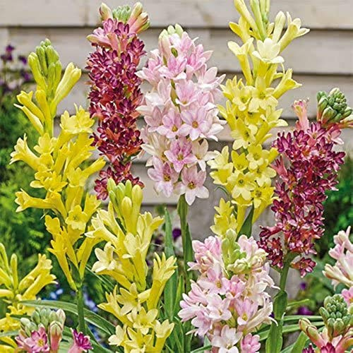 Tuberosa bulbi/miste/Radici selezionate di hosta/resistenti al freddo e alla siccità/adatte per la decorazione di giardini e balconi【NVNJHJN】-4 bulbi-A