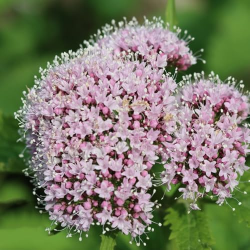 semi di valeriana rampicanti, balcone in serra esotiche, giardino roccioso giardino 150pcs