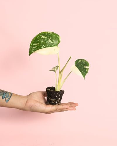 PUR PLANT Monstera Thai Constellation Mini | Monstera deliciosa Thai Constellation | Planta natural de interior premium y tropical | Maceta de Ø6 cm