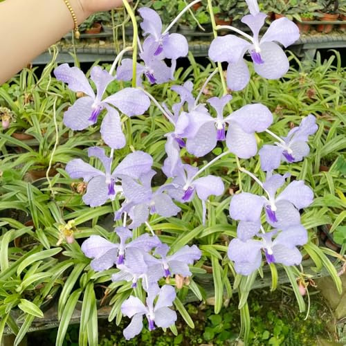 semi pendenti dell'orchidea Vanda, rialzate tappezzanti resistenti da balcone da giardino serre 350pcs