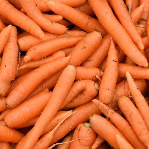 Semi di carota biologici, carota, orto, sementi biologiche Daucus orto invernale resistenti rare, 1500pcs