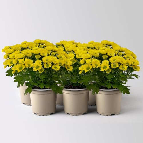 Chrysanthemen 'Swifty', gelb, Topf-Ø 10,5 cm, 6 Pflanzen
