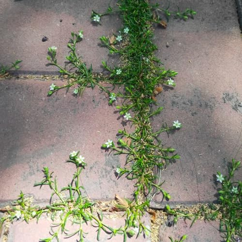 semillas de musgo estrella sagina subulata, invernaderos de balcón Decoración jardín para exteriores variedades antiguas cobertura del suelo resistentes silvestres 100pcs