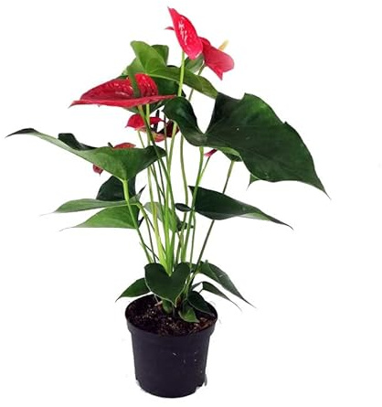 Anturio Rojo Planta Natural con Flores Acorazonadas muy Duraderas