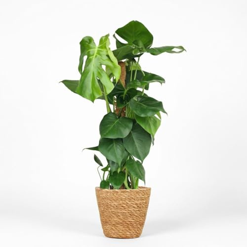 Monstera Deliciosa am Moosstab 90cm – Fensterblatt Zimmerpflanze im Korb Ø19cm – Große Grüne Schlitzblätter mit Löchern – Pflegeleichtes Statement für Halbschatten Innenbereich