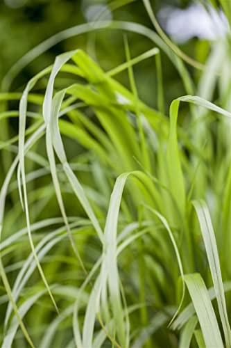 Calamagrostis brachytricha 9x9 cm Topf – Winterhart, Mehrjährig, Pflegeleicht – Diamantgras – Ziergras für Beet & Rabatte