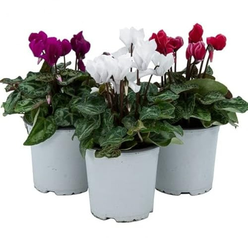 Flores Naturales de Exterior Pack de 3 Violetas de Persia Flores de Colores