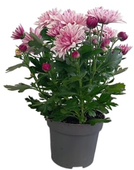 Margarita de Colores Mixtos Planta Natural con Flores Variadas y Exuberantes