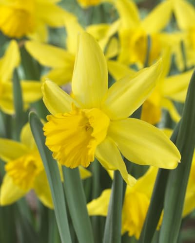 February Gold Miniature Daffodil Bulbs for Planting - Adorable Mini Flowers (20 Bulbs)