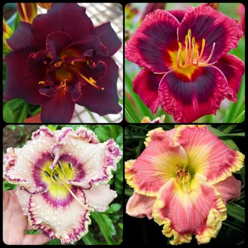 Winterhart, Beste Sorte, Botanik Kollektion, Pflegeleicht, BlüHend, Hemerocallis, Taglilien, Mehrjährig, (/Stauden/Staude/) -8Zwiebeln-E