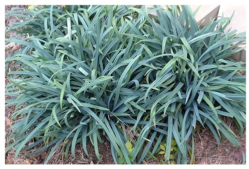 Stauden Gänge 3 x Carex laxiculmis 'Bunny Blue' Blaue Japan Segge | Blaues Ziergras für Halbschatten bis Schatten, Blüte Mai bis Juni, mehrjährig, 1 L Topf (11x11 cm)