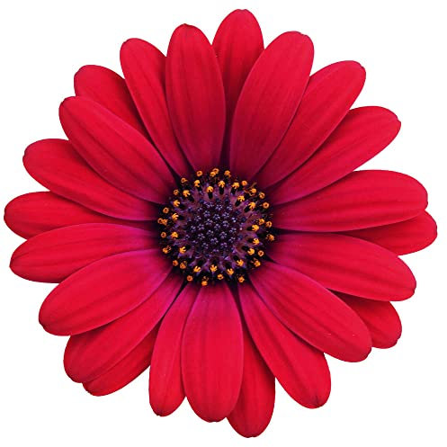 Osteospermum 'Erato Compact Cranberry'. Plug Plant x 4. African Daisy. Ideal for Pots. Red Bedding Flowers. Available from Bedwen Plants