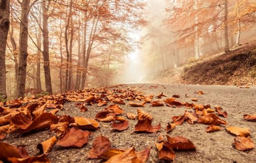 GUOHLOZ Jigsaw Puzzles for Adults 1000 Pieces Landscape Jigsaw Puzzles for Adult Kids Challenging Game, Trees, Landscape, Forest, Misty, Forests, Deciduous Leaves, 75x50cm