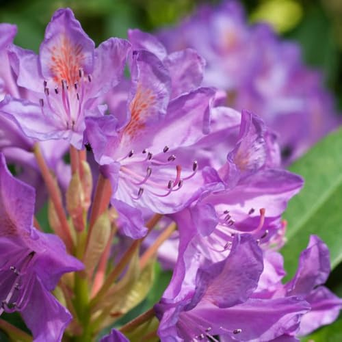 semillas de rododendro jardín semillas exóticas de herbáceas jardin Las perennes son 50pcs
