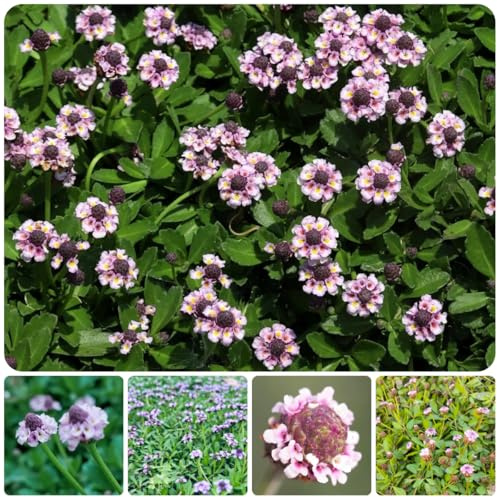 teppichverbene, teppich verbene, kräuterpflanzen geschenke für gartenfreunde balkon, winterharte stauden balkon kräutergarten 200samen