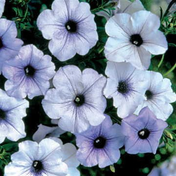 Park Seed Tidal Wave Silver Petunia – Silvery White Blooms with Purple Veining, 2.5–4 Inch Flowers on 16–22 Inch Plants, Climbing or Trailing Habit, Resistant – Pack of 10