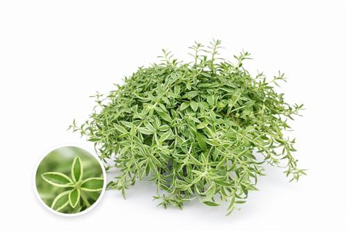 POWERS TO FLOWERS - SEDUM LINEARE SILVER STAR, VASO 12 CM DIAMETRO, pianta vera
