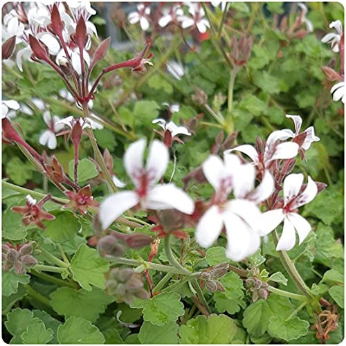 Scented Pelargonium Nutmeg Large Cutting Plug Plant Grandeur Odorata Geranium