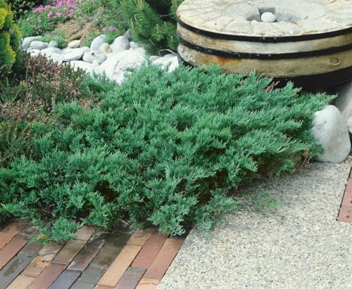 Sadebaum Juniperus sabina Tamariscifolia 20-30 cm winterhart immergrün