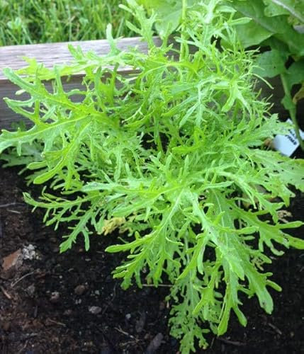 Viridis Hortus - Mustard Green Frills x 3,340 (5g's) BabyLeaf Vegetable Seeds - Spicy Flavour