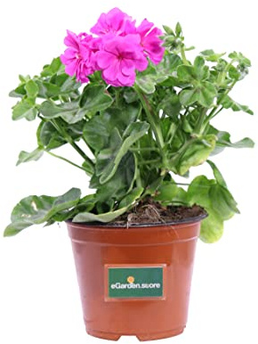 Pianta di Geranio diverse varietà pianta da esterno ornamentale fiori vari colori pianta decorativa vera venduta da eGarden.store (Geranio Edera Fucsia)