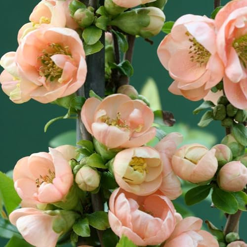 Plant Theory Geisha Girl Flowering Quince Chaenomeles Speciosa Shrub Plant 2L Pot