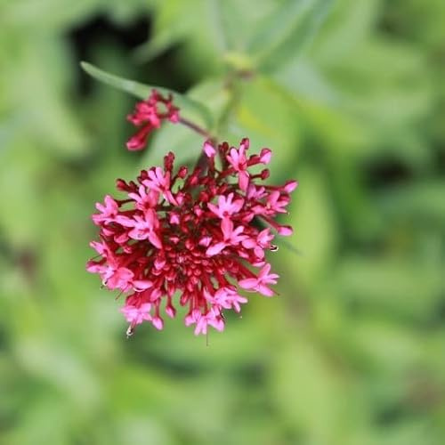 6x Spornblume 'Coccineus' - Centranthus ruber 'Coccineus' - Topf 9x9cm - Rot blühende Gartenstaude
