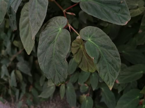 RARITÄT : Begonia dietrichiana, Zimmer Begonie - Wildart Zimmerpflanze - Jungpflanze