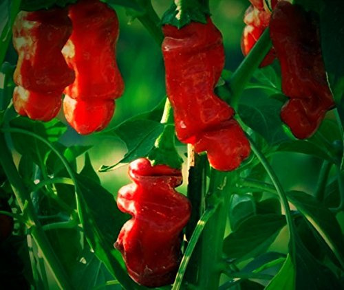 10 semi di peperoncino semi di pene Peter Pepper – Capsicum Annuum – Peperoncino